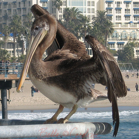 Brown Pelican