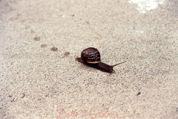 Garden Snail