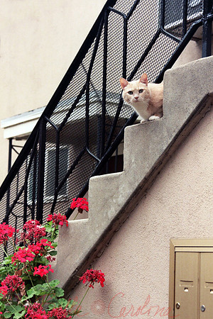 Misty on Stairs
