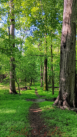 Laurel Picnic Path 2, GB National Park, 9:16 ratio