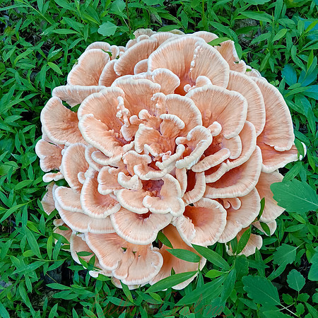 Perimeter Trail Mushroom, GB National Park, Sq
