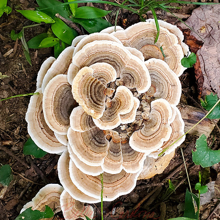 Shrom Hill Mushroom, Sq