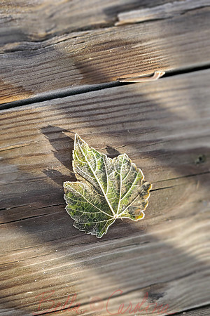 Frosted Leaf, Indian Creek, GB, 2:3 ratio