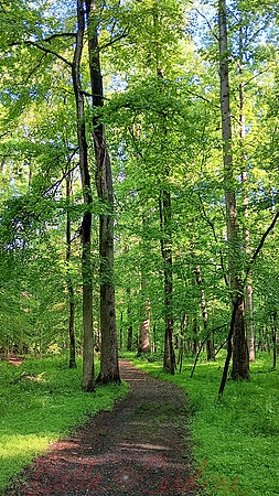 Azalea Trail 2, GB National Park, 9:16 ratio