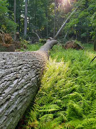 Fern in Sun, GB National Park, 6:8 ratio