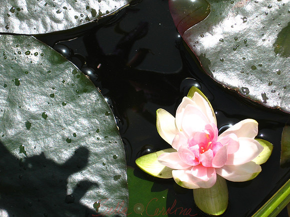 Water Lily
