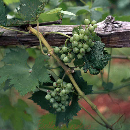 Monticello Grapes
