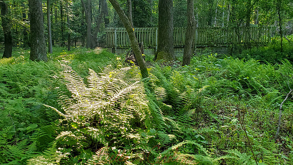 Fern Glen, GB National Park, 16:9 ratio