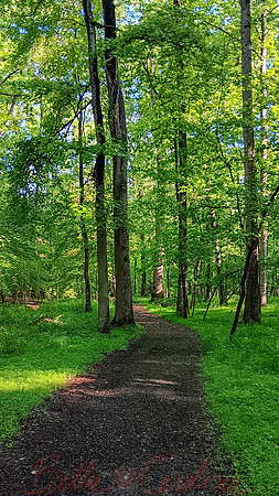 Azalea Trail, GB National Park, 9:16 ratio
